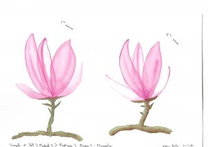 M3 - le magnolia.jpg