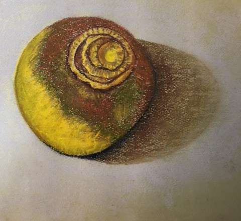 rutabaga-suzanne