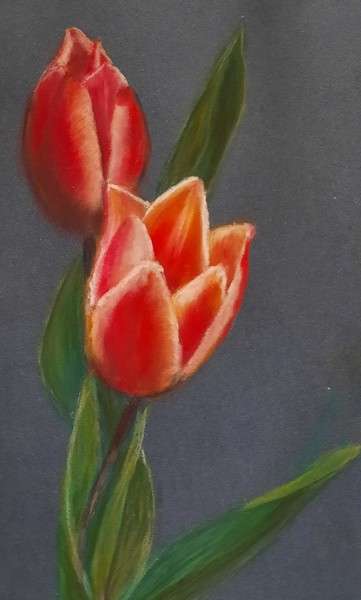 tulipes-isabelle