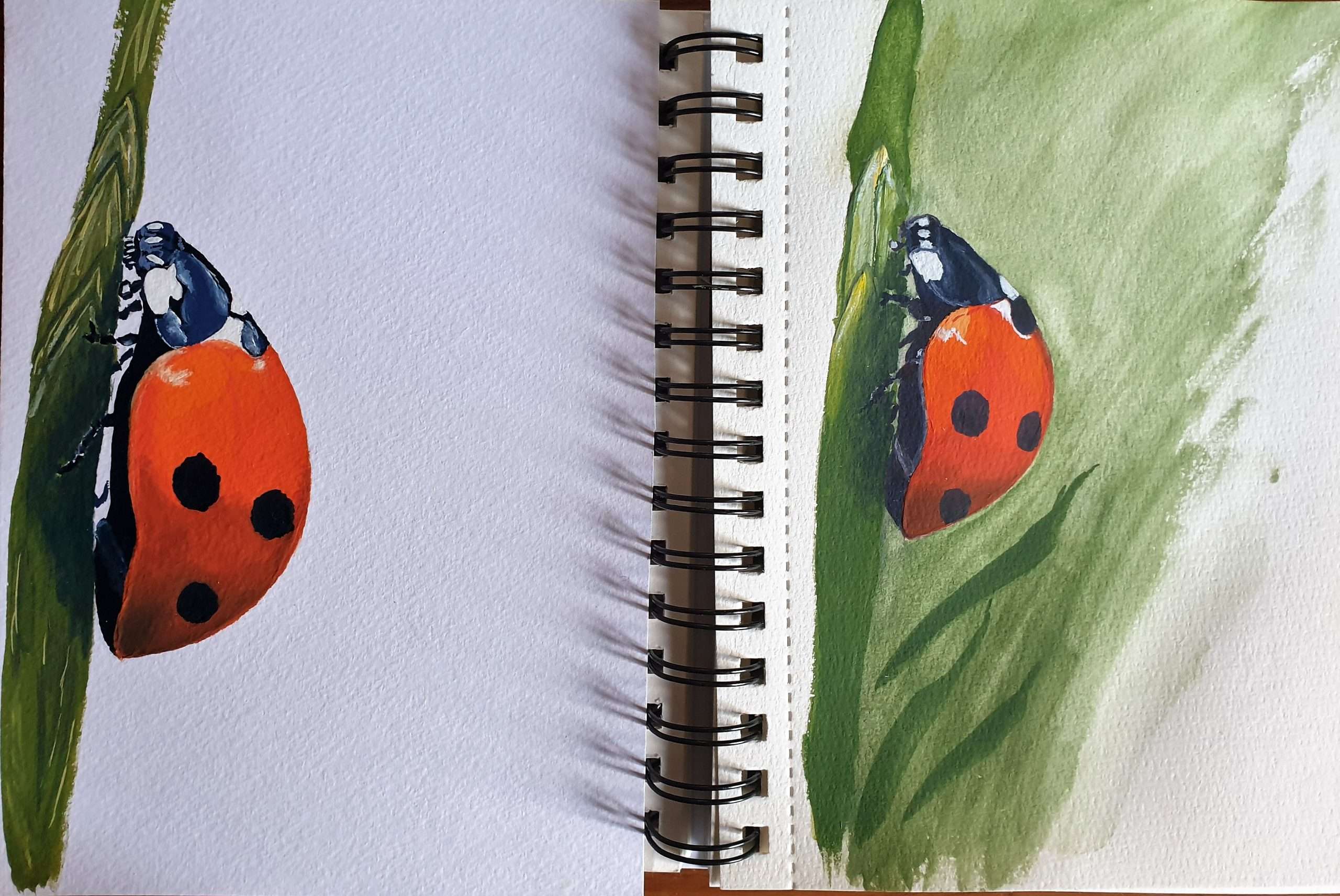 coccinelles module 4.jpg