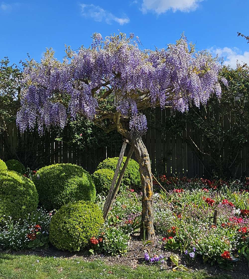 1-5 modèle de gylcine