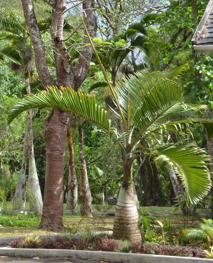 2-12 palmier alternatif